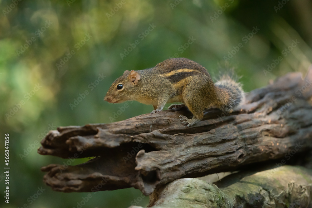 Burmese Stripe Squirrel in the rain forest Burmese Stripe Squirrel in the rain forest