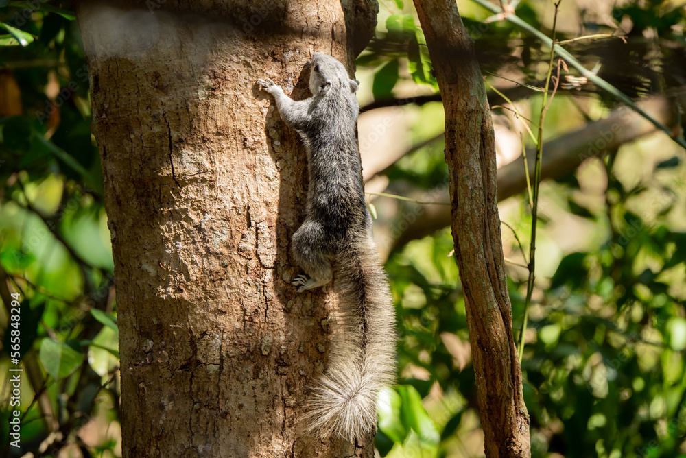 Finlayson's squirrel in the rain forest Finlayson's squirrel in the rain forest
