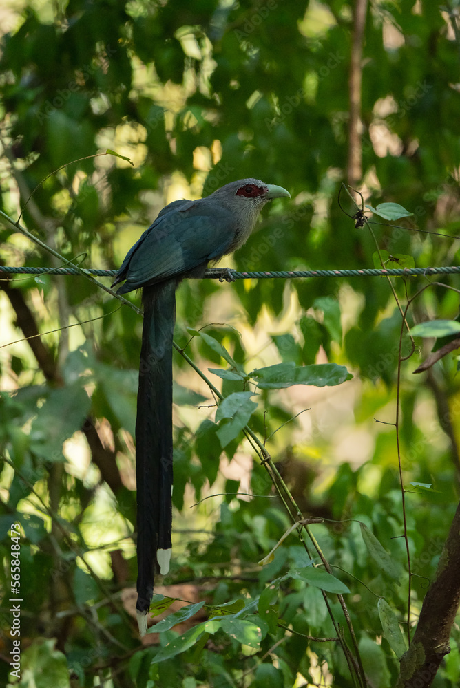 Green-billed malkoha in the rain forest Green-billed malkoha in the rain forest