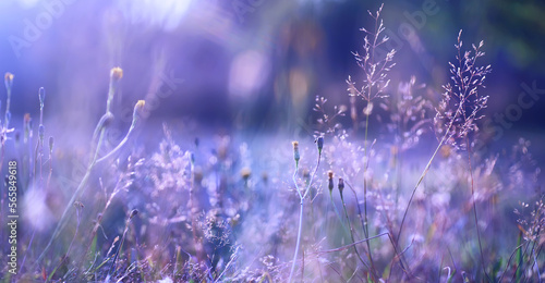 Plants and flowers macro. Detail of petals and leaves at sunset. Natural nature background.