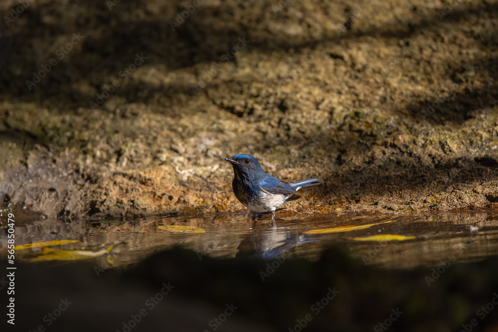 Verditer Flycatcher bird in the rain forest Verditer Flycatcher bird in the rain forest