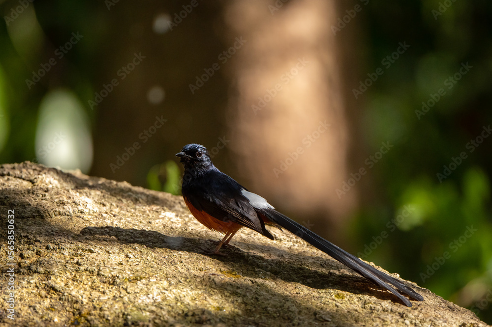 Obraz premium White Rumped Shama stand in the rain forest