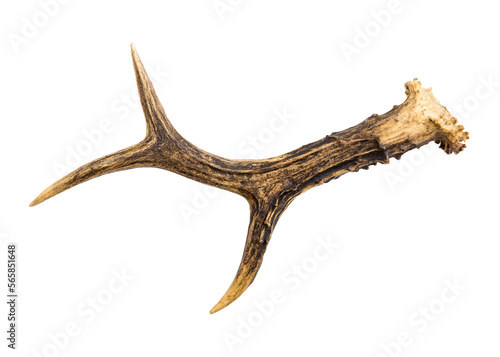 One European roe deer  chevreuil  antler found in forest  isolated on white background. A bit weathered.