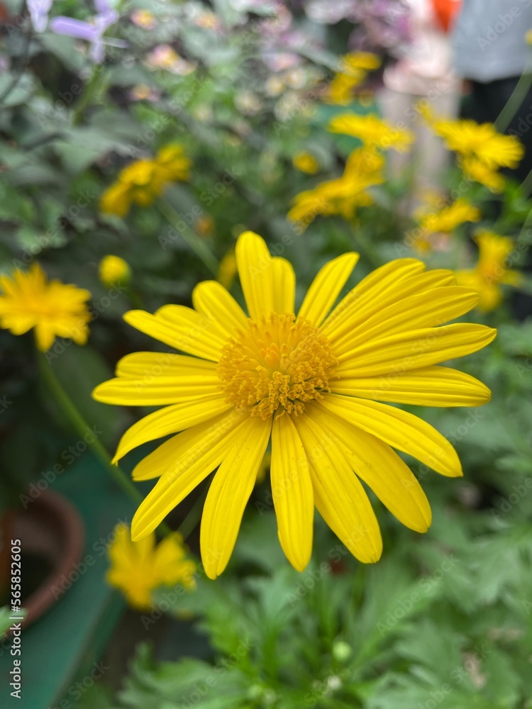 Obraz premium Yellow daisy flower nature floral