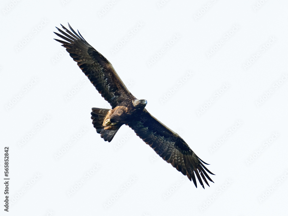 Obraz premium Golden eagle (Aquila chrysaetos)