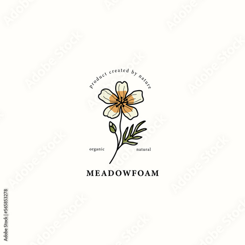 Line art meadowfoam flower drawing

