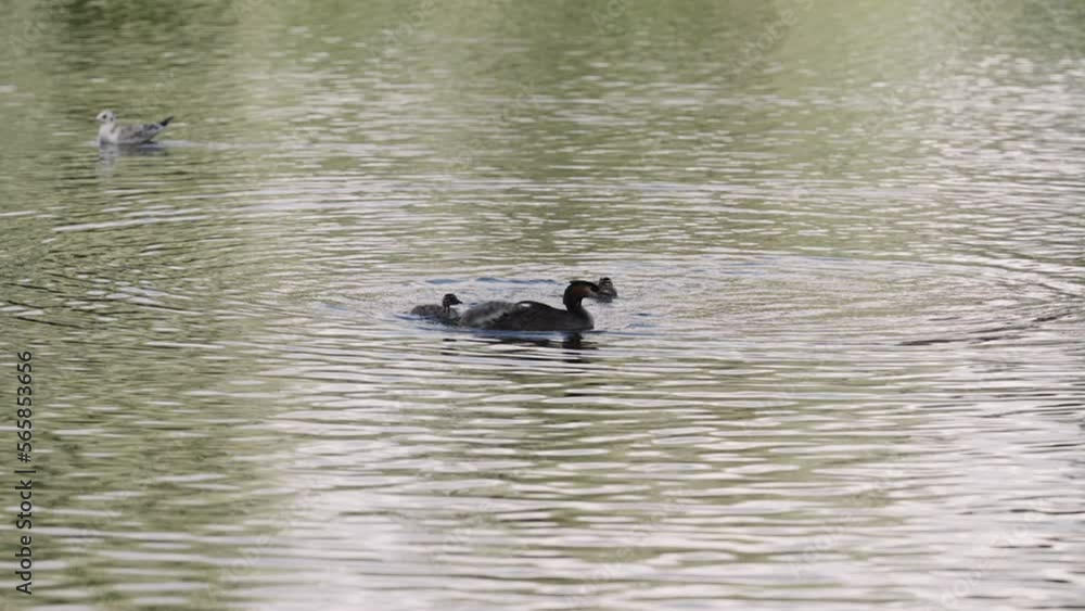 Slow motion Great Crested Grebe with chicks in a middle of a lake or pond Slow motion Great Crested Grebe with chicks in a middle of a lake or pond