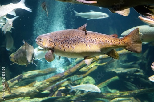 Seebrasse  Brasse  Fisch im Aquarium  Fischschwarm Ostsee - bream balticsea
