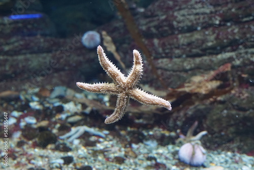 Seestern im Aquarium, Ostsee, Stachelhäuter - starfish balticsea © Birgit Puck