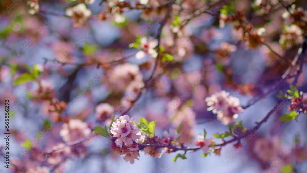 Pink flowers bloom in spring. Beautiful almond tree flowers bloom at the foot of the volcano.
Delicate buds and petals of beautiful pink cherry blossoms. Pink flowers bloom in spring. Beautiful almond tree flowers bloom at the foot of the volcano.
Delicate buds and petals of beautiful pink cherry blossoms.