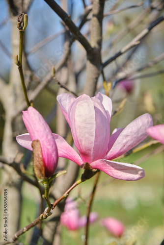 Magnolia pink blossom