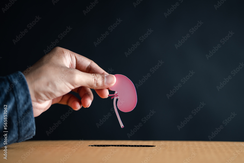 hands drop kidney paper cut to donation box. chronic kidney disease