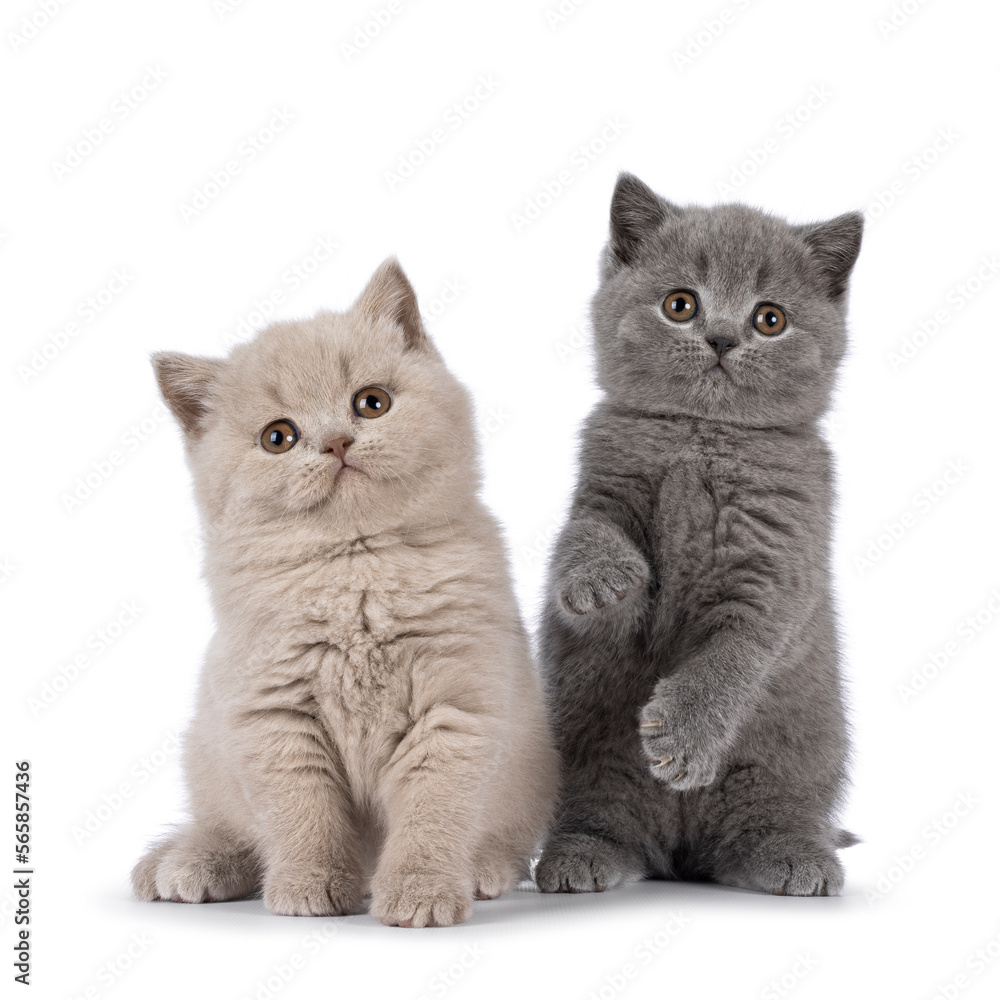 Sweet duo of British Shorthair cat kittens, sitting together in a knitted basket. Looking naughty over edge towards camera. Isolated on a white background.