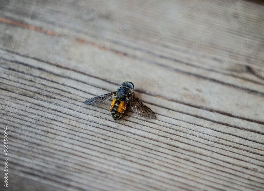 Sitting honey bee on the wooden background Sitting honey bee on the wooden background