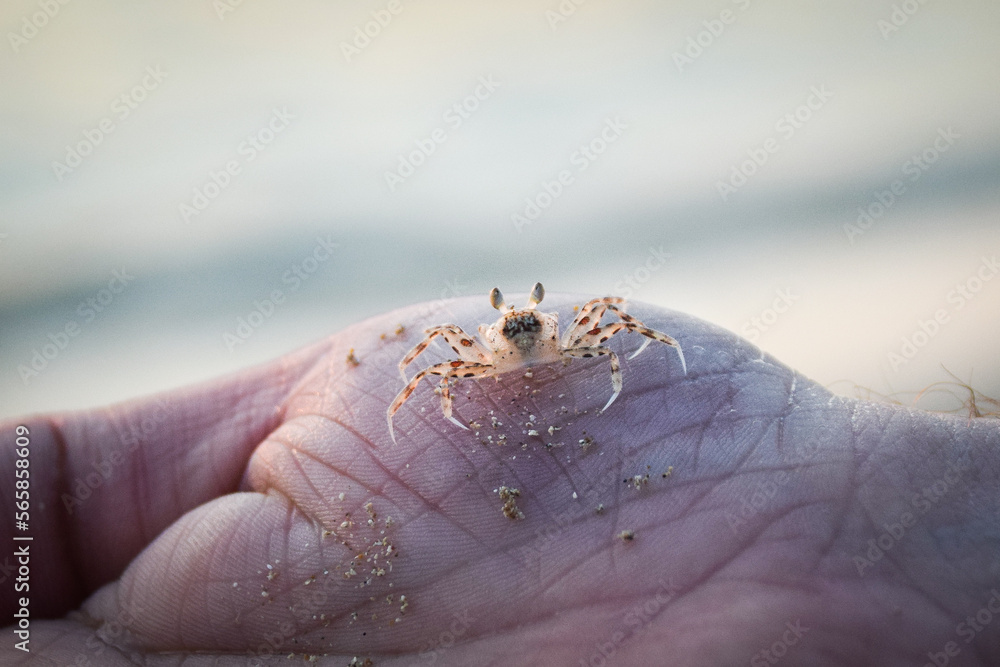 Obraz premium Vibrant sunset descending on the horizon with crab, sea in golden colors, small waves gently touching the sands