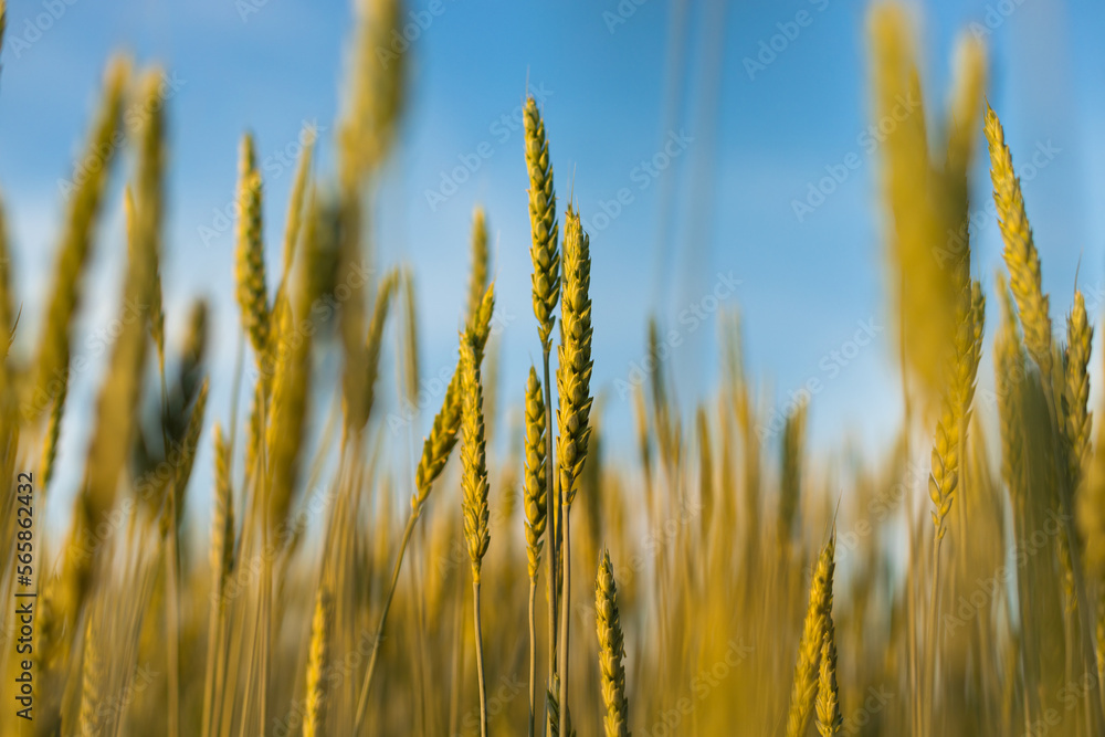 Ears of young wheat in the field. The concept of food crisis and disruption of supply and supply chains. World Hunger Issues Ears of young wheat in the field. The concept of food crisis and disruption of supply and supply chains. World Hunger Issues