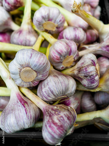 A bunch of fresh garlic on market