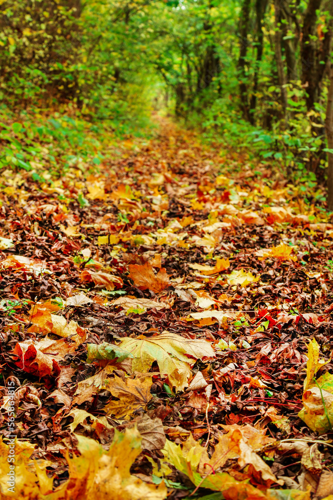 Autumn in Denmark Autumn in Denmark