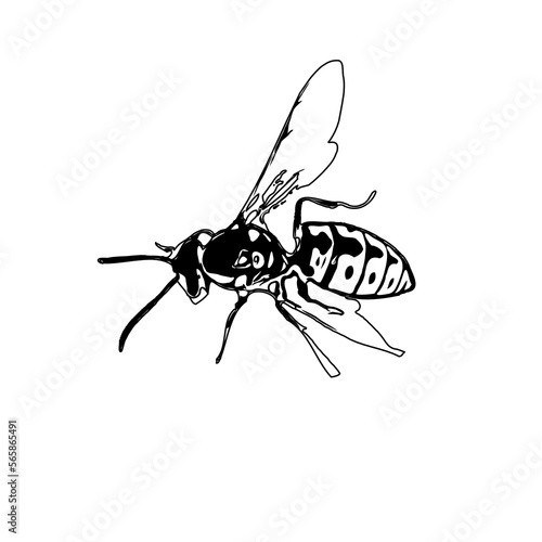 Black and white sketch of a wasp with transparent background