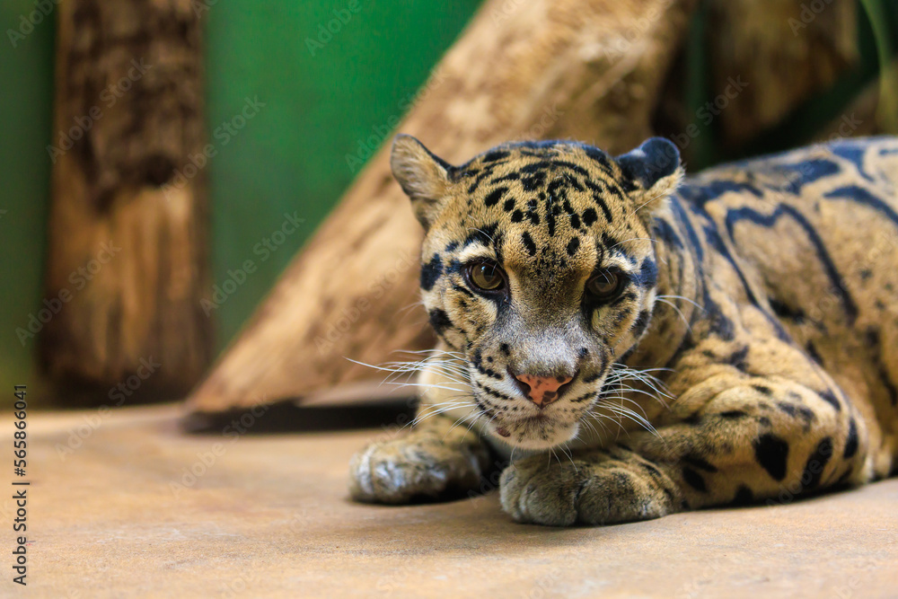 Naklejka premium Leopard close-up. Background with selective focus and copy space