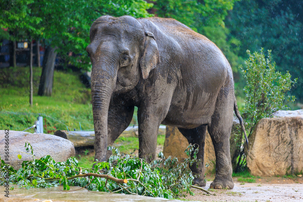 Fototapeta premium The elephant during the rain. Background with selective focus and copy space