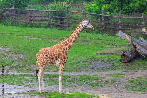 Very beautiful giraffe. Background with selective focus and copy space