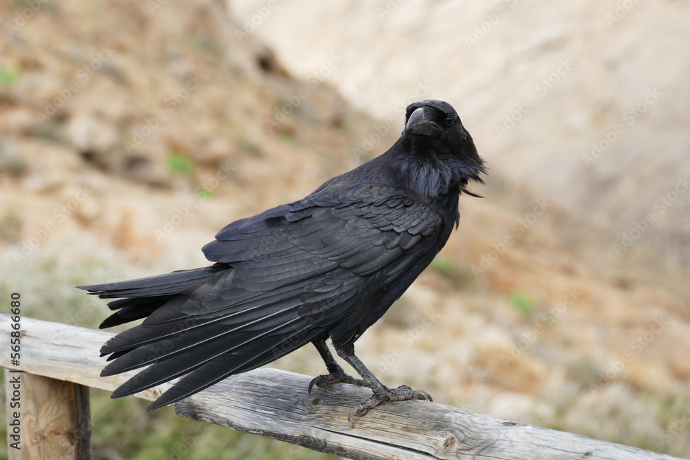 Fototapeta premium Rabe 