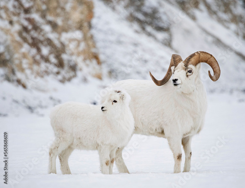 Front view of dall sheep (Ovis dalli) standing on snow, Yukon Territory, Yukon, Canada photo