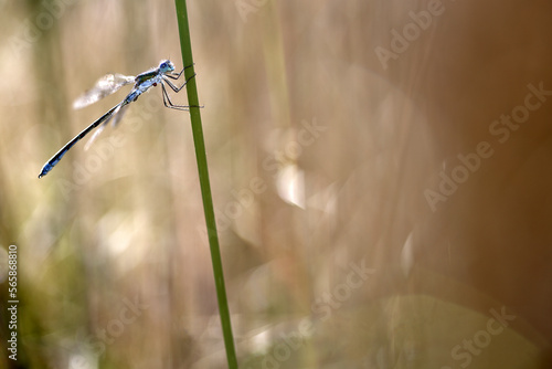 Willow Emerald Damselfly or Western Willow Spreadwing (Lestes viridis), male, North Rhine-Westphalia,