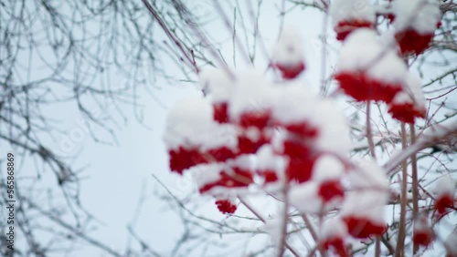 Guelder rose under the snow in winter.
Medicinal berries Viburnum opulus.  Kalina red in ice. Frozen branches in the forest, ice on the tree and leaves.