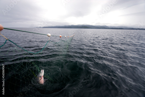One salmon caught in a gill net. Coffman Cove, SE Alaska photo