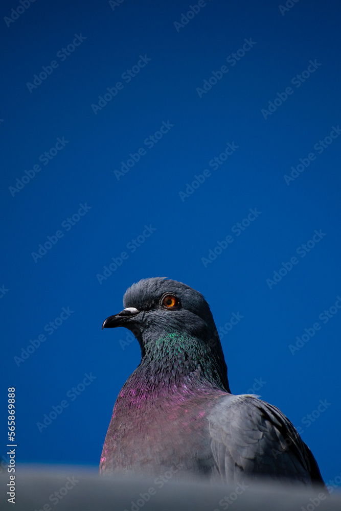 Obraz premium close up of a pigeon