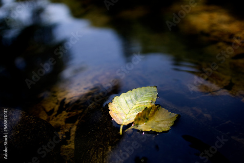 2 leaves rest comfortably together on the surface of a river.