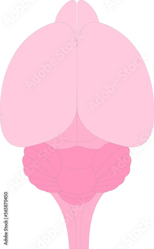 Animal anatomy. Mouse Brain (dorsal surface).