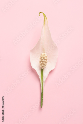 Erotic metaphor. Rose bud with petals resembling vulva. Beautiful flower as background, closeup