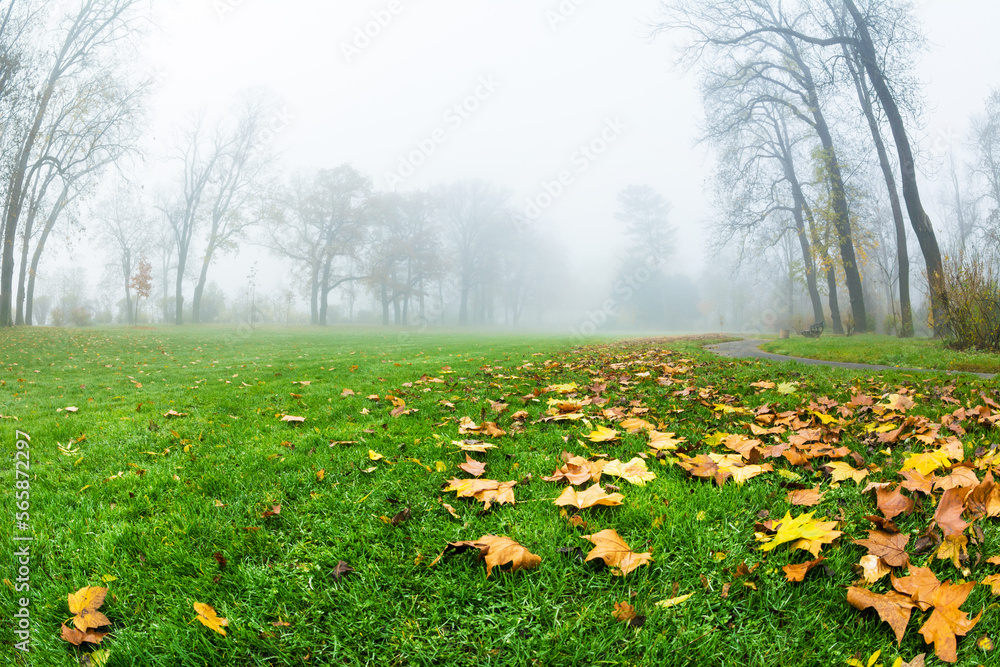 Obraz premium Morning mist in autumn park