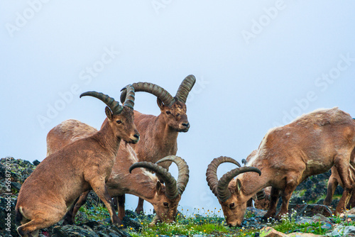 Mountain goats in the Caucasus