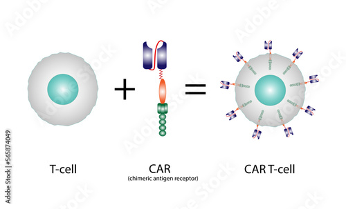 Normal T cell and Chimeric antigen receptor T cell ,CAR T cell, for use in immunotherapy. chemotherapy. vector illustration