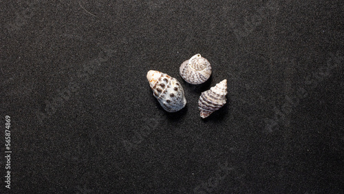 Photographie three shells on black