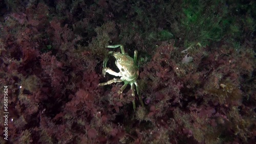 Crab obscured among marine plants in oceanic environment of Barents Sea. Vast collection of videos in a huge archive of footage about crabs and other residents of the amazing underwater world. photo