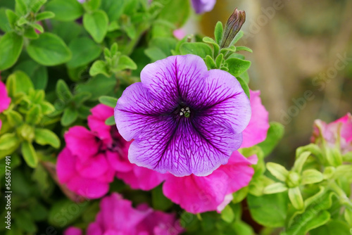 Petunia multi-colored. Solanaceae family. Calibrachoa.  Close up. Macro. Flower background horizontally top view 