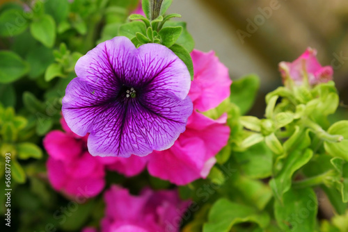 Petunia multi-colored. Solanaceae family. Calibrachoa.  Close up. Macro. Flower background horizontally top view 