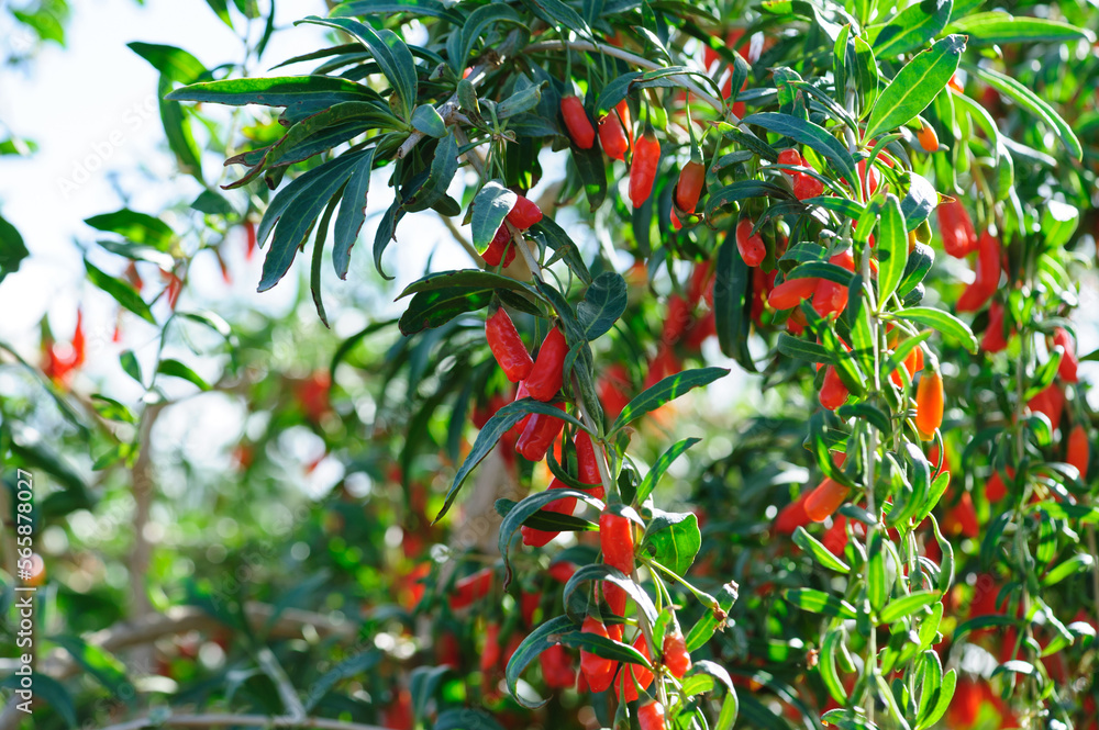 Goji berry fruits and plants in sunshine garden Goji berry fruits and plants in sunshine garden
