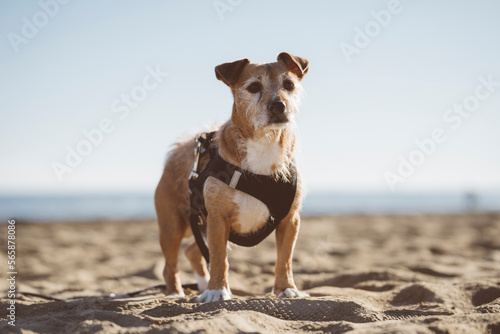 Jack russell marrone e bianco sulla spiaggia con pettorina