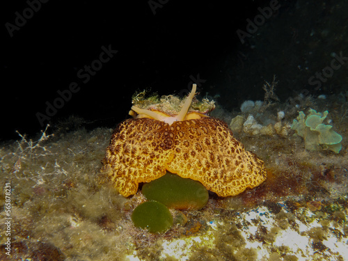 Magnificent sea slug umbraculum umbraculum from Cyprus