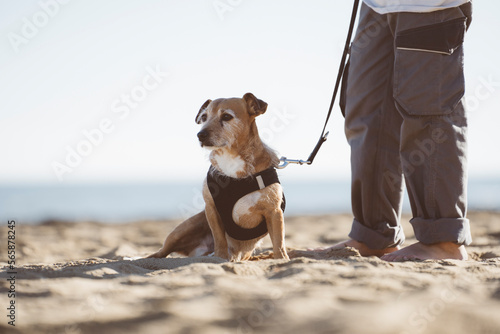 Jack russell marrone e bianco sulla spiaggia con pettorina