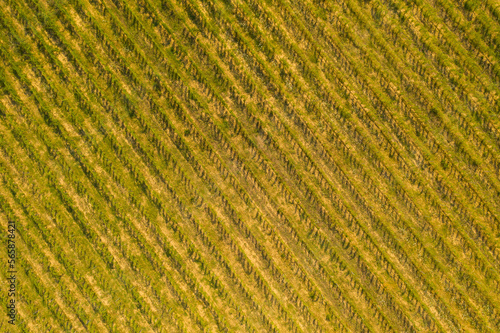 Drone photography of vineyard