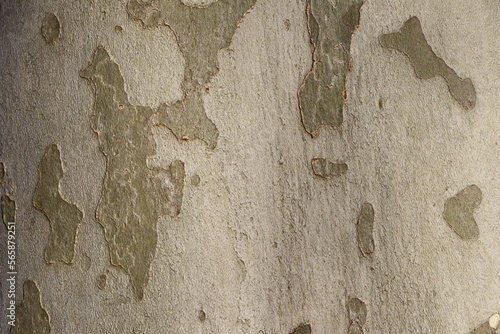Tree bark texture oak