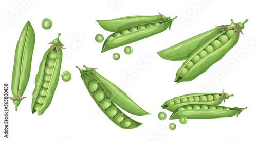 Green peas set. Fresh organic vegetables collection. Best for packaging, menu designs, flyers etc. Vector illustration.