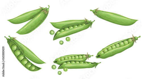 Green peas set. Fresh organic vegetables collection. Best for packaging, menu designs, flyers etc. Vector illustration.